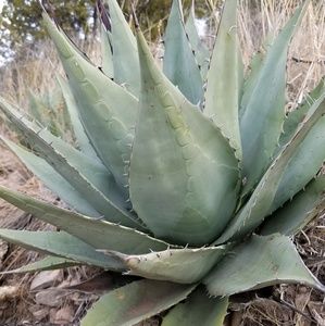 Meet your Posher, Jeanny